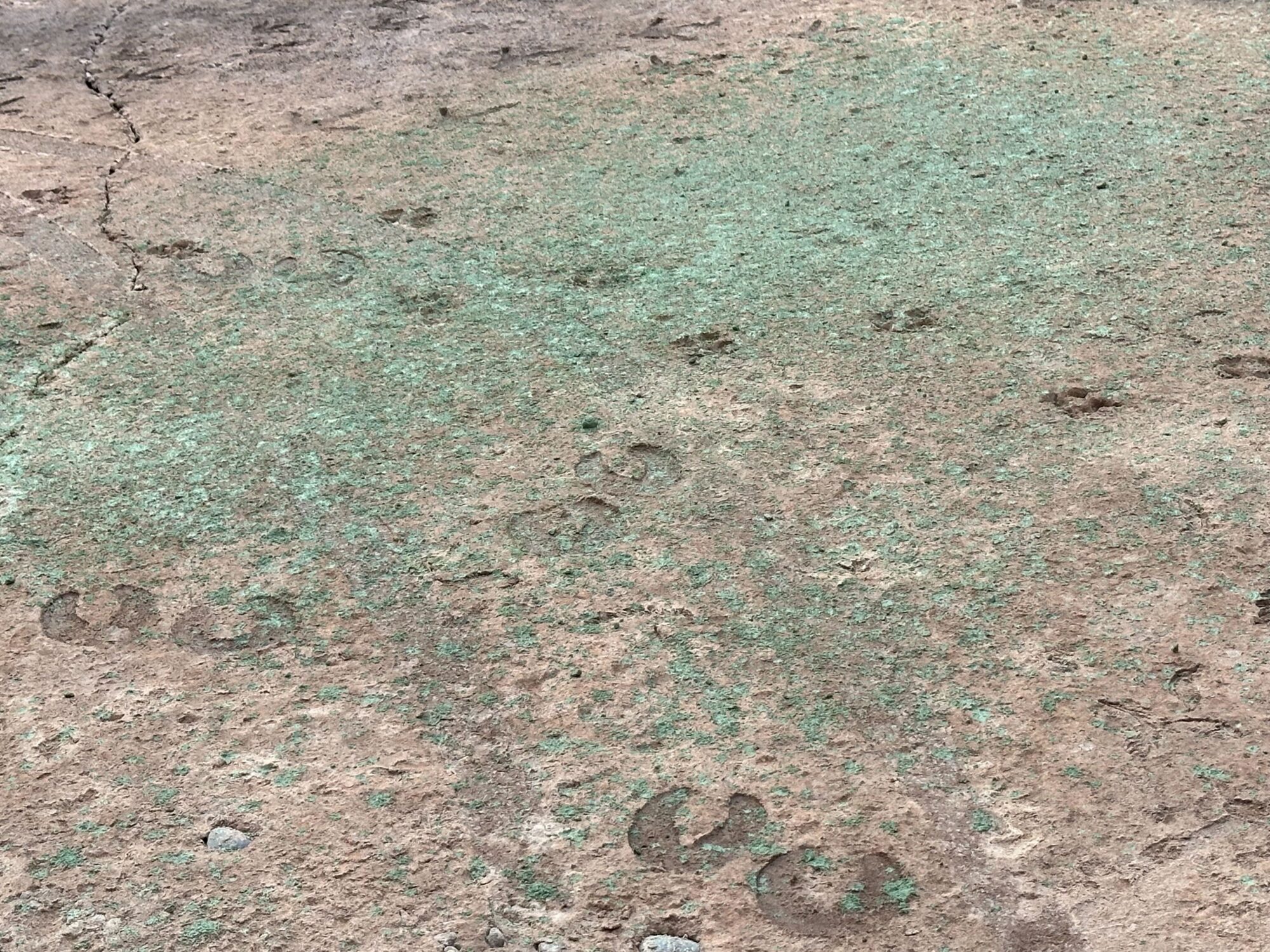 Animal tracks, including hoof prints and paw prints, are visible on a dirt surface with patches of green moss.
