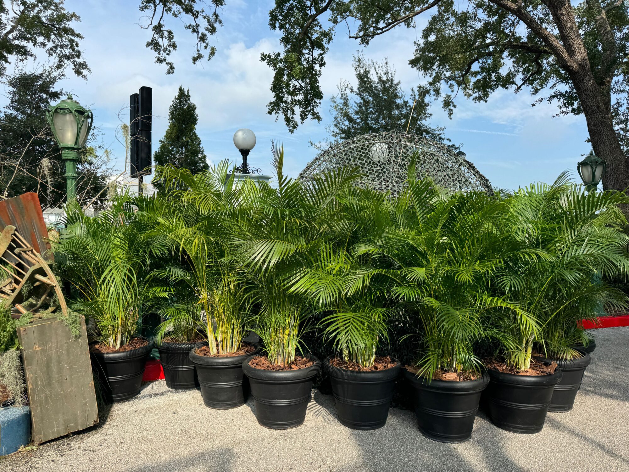 A cluster of potted palm plants arranged in black plastic containers, with trees and outdoor lighting fixtures in the background, creates an eerie ambiance reminiscent of a scare zone.