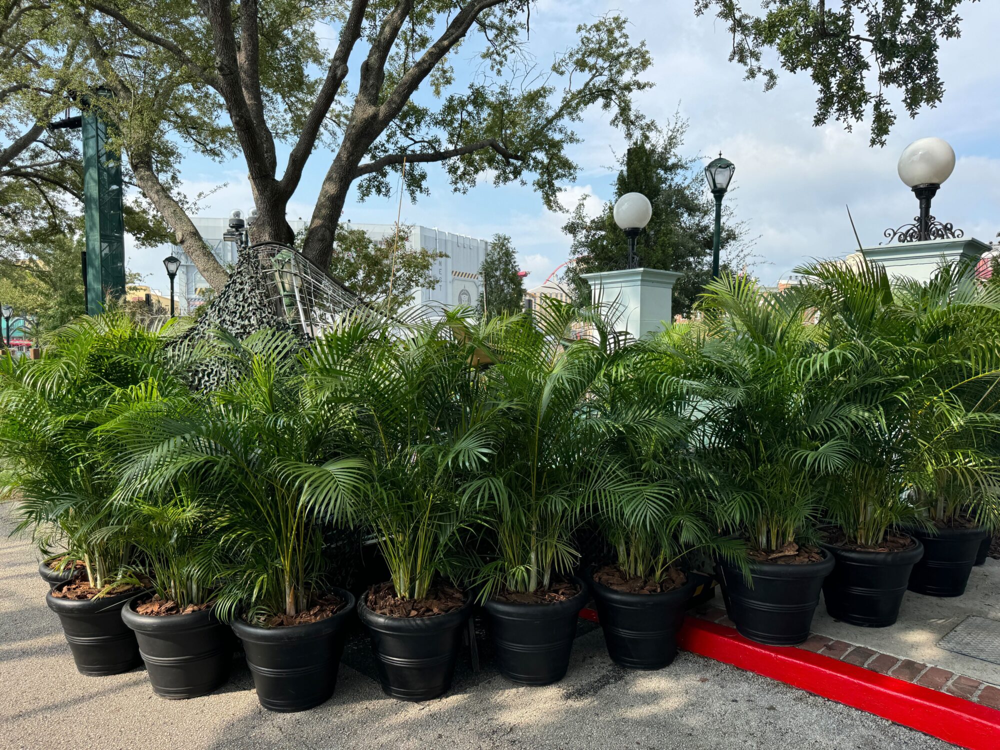 A group of potted palm plants placed on a paved outdoor area creates an unexpectedly serene scare zone, with trees and street lamps in the background.