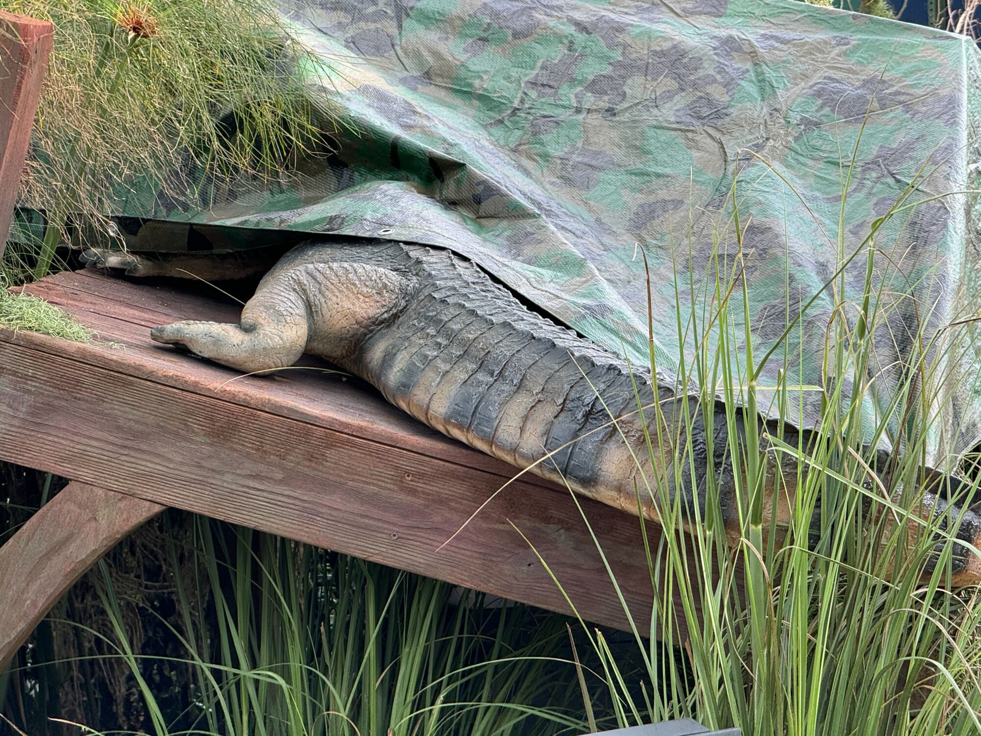 An alligator is partially covered by a green camouflage tarp, lying on a wooden platform in what feels like a natural scare zone surrounded by tall grass.