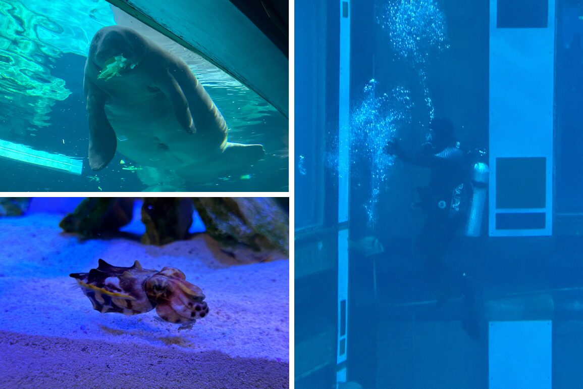 A collage of three marine scenes: a manatee underwater, a seahorse next to rocks on the seabed, and a diver submerged in a blue-lit aquarium.