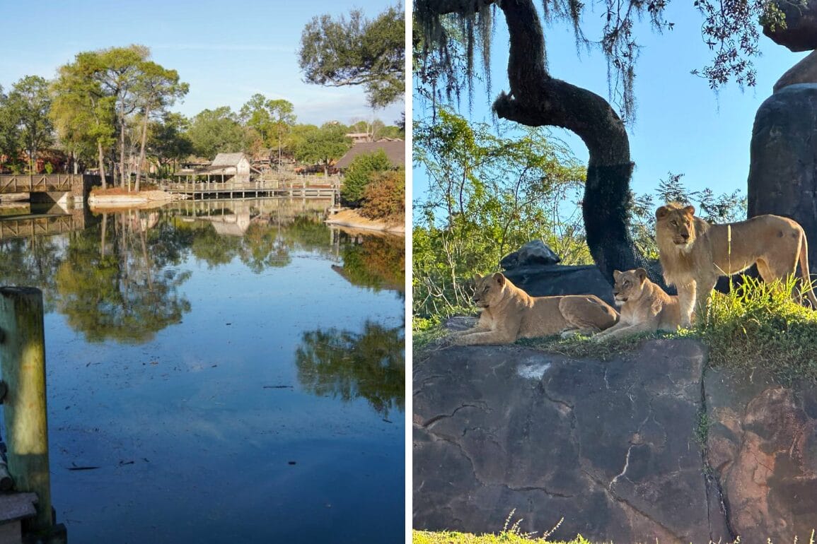 On the left, a serene pond with trees and a wooden fence; on the right, three lions resting on a rocky ledge under a tree—an idyllic scene worthy of your daily recap.