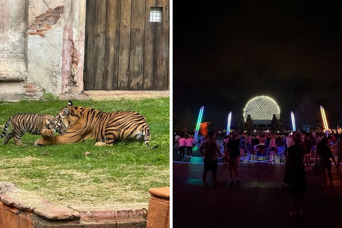 Left: A tiger with a cub lies on the grass near a wooden wall, embodying the serene moments of nature's daily recap. Right: A crowd gathers in front of an illuminated geodesic dome at night, capturing the vibrant pulse of evening events.