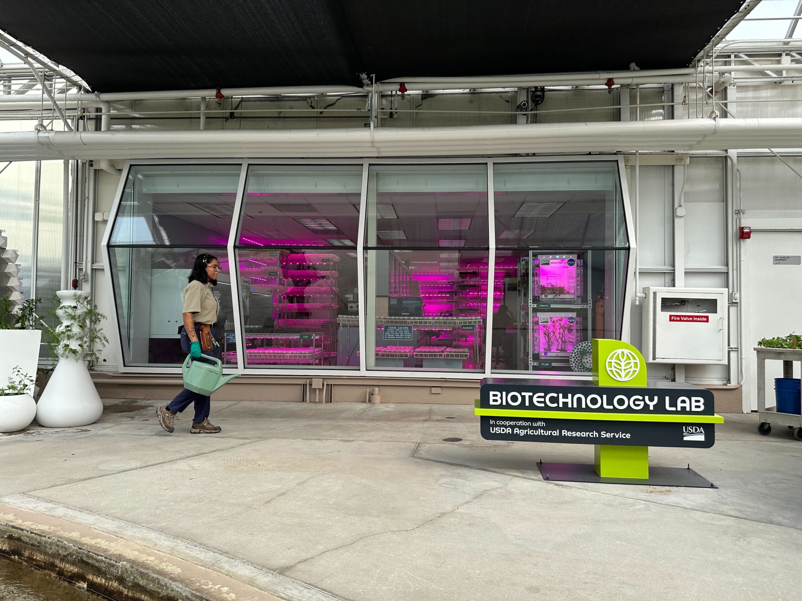 Person walking past a biotechnology lab with large glass windows. Inside, purple grow lights illuminate plants. A sign in front reads, "Biotechnology Lab, USDA Agricultural Research Service.
