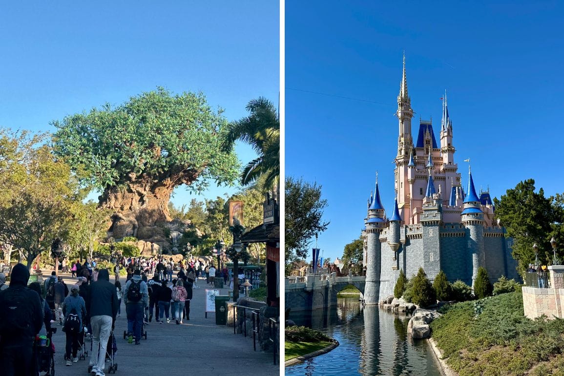 A crowd walks near a large tree in Disney's Animal Kingdom, with the magic of Walt Disney World shining bright under a clear blue sky, just as enchanting as the nearby Magic Kingdom and its adventures.