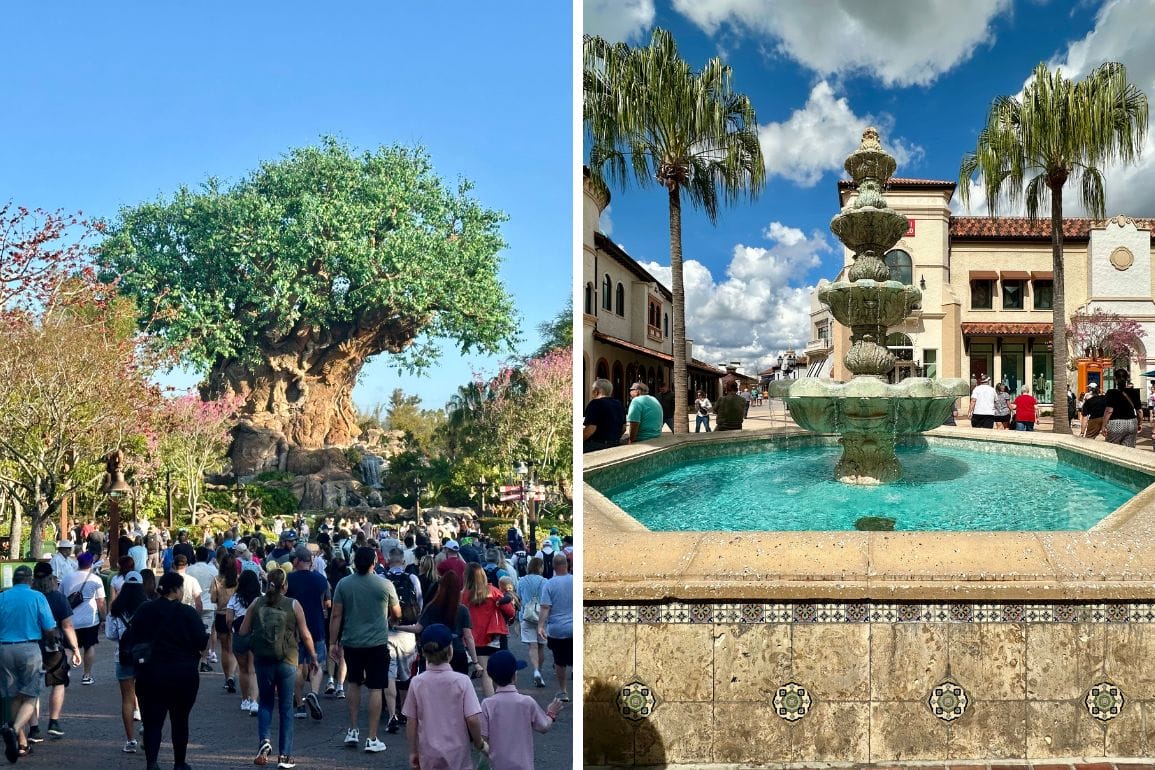 Split image: Left side shows a crowd walking toward a large artificial tree with green leaves, reminiscent of Disney's Animal Kingdom. Right side depicts a tiered stone fountain in a plaza, surrounded by palm trees and shops at Disney Springs.
