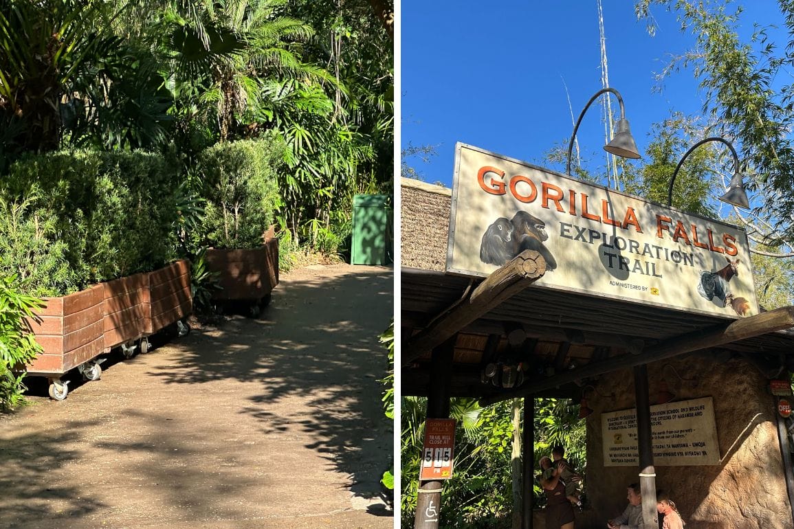 Two images: left showcases a scenic path with rolling planters bursting with greenery, and right reveals a sign for the Gorilla Falls Exploration Trail at Disney's Animal Kingdom, illuminated by overhead lights.