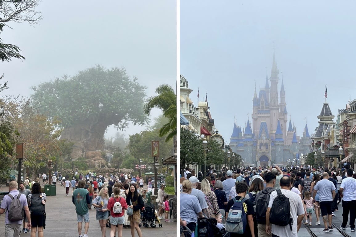disney's animal kingdom tree of life on the left and cinderella castle on the right
