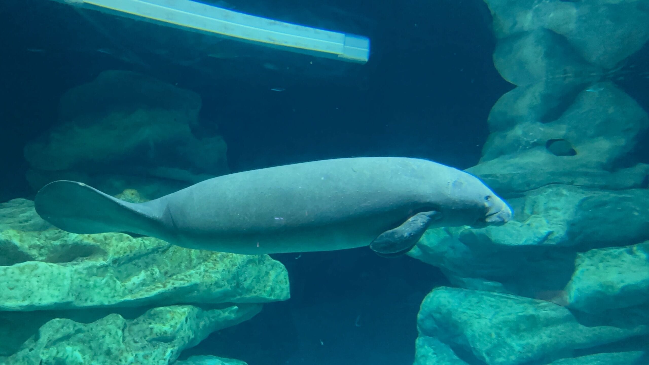 At EPCOT's The Seas, a manatee gracefully swims underwater near rocky aquarium walls, with sunlight filtering from above.