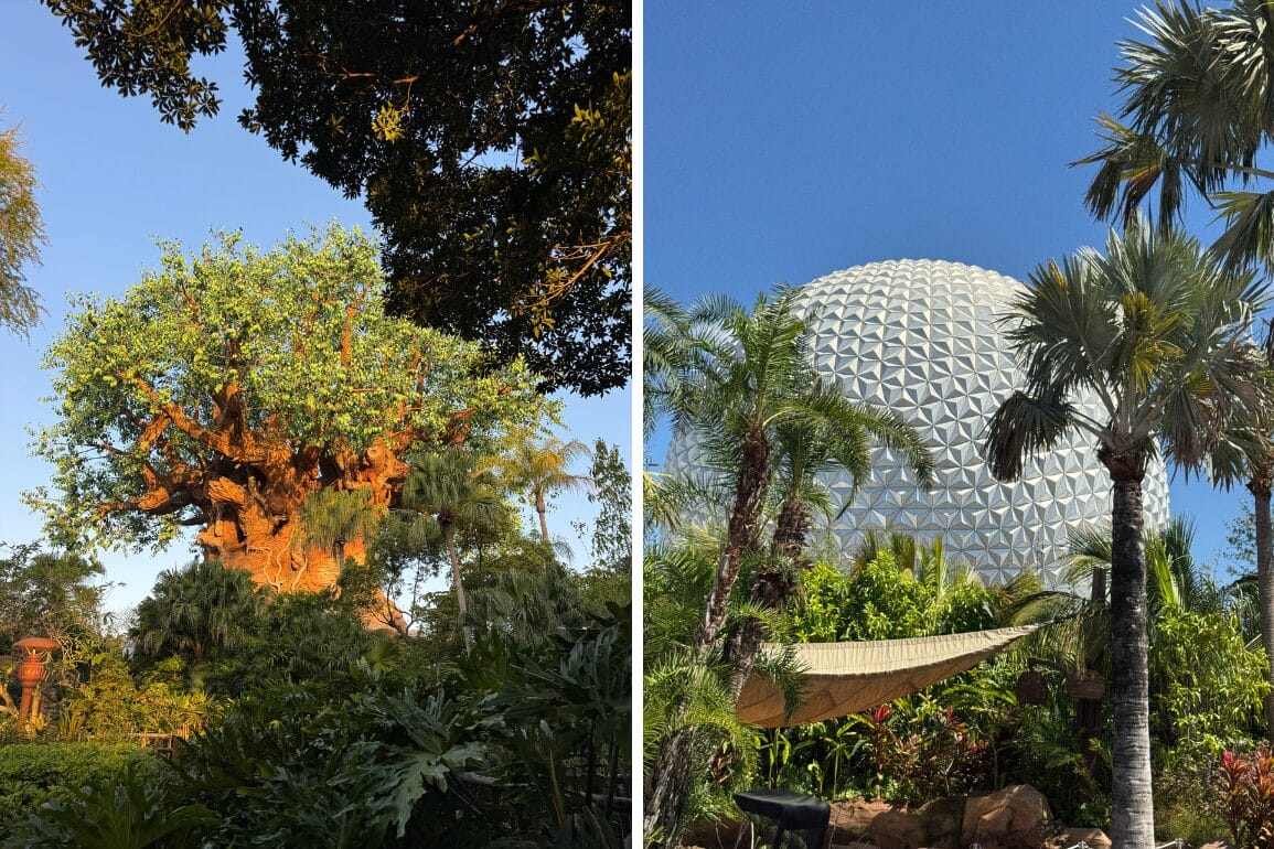 Two side-by-side images: on the left, a large artificial tree structure reminiscent of Disney's Animal Kingdom; on the right, a geodesic sphere set against palm trees under EPCOT's signature clear blue sky.