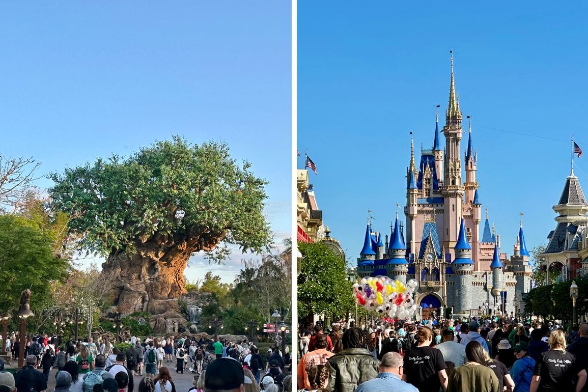 Split image: Left captures the magic of Disney's Animal Kingdom, where people gather near a large artificial tree against a clear sky. Right shows a bustling crowd in front of an enchanting castle at Magic Kingdom, with vibrant balloons adding to the fairy-tale atmosphere.