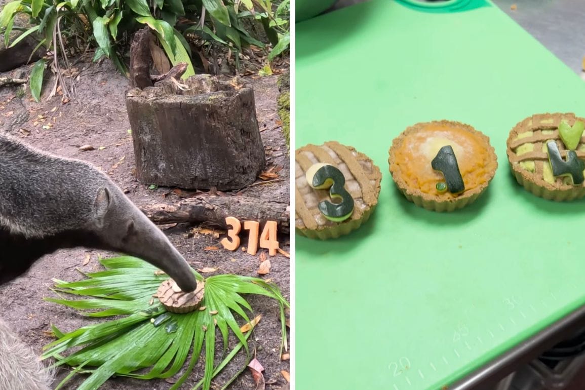 An anteater celebrates Pi Day in a delightful scene, munching on a cake marked "314", while nearby, three small pies—decorated with the numbers 3, 1, and 4—rest on a vibrant green surface. It's like a whimsical moment straight out of Disney's Animal Kingdom.