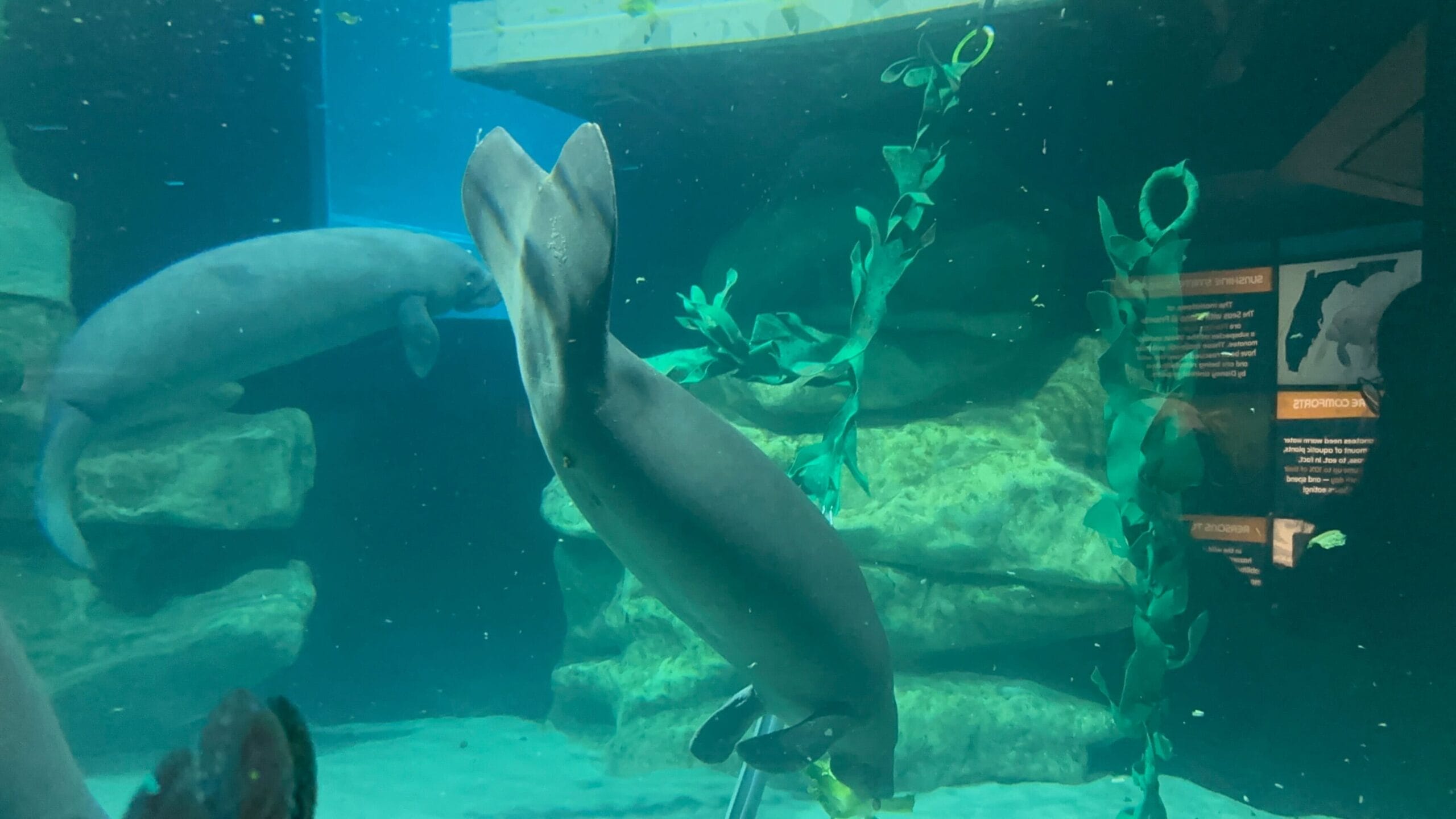 Two manatees swim in an aquarium with rocks and plants. One is near the bottom, facing downward, while the other swims in the background.