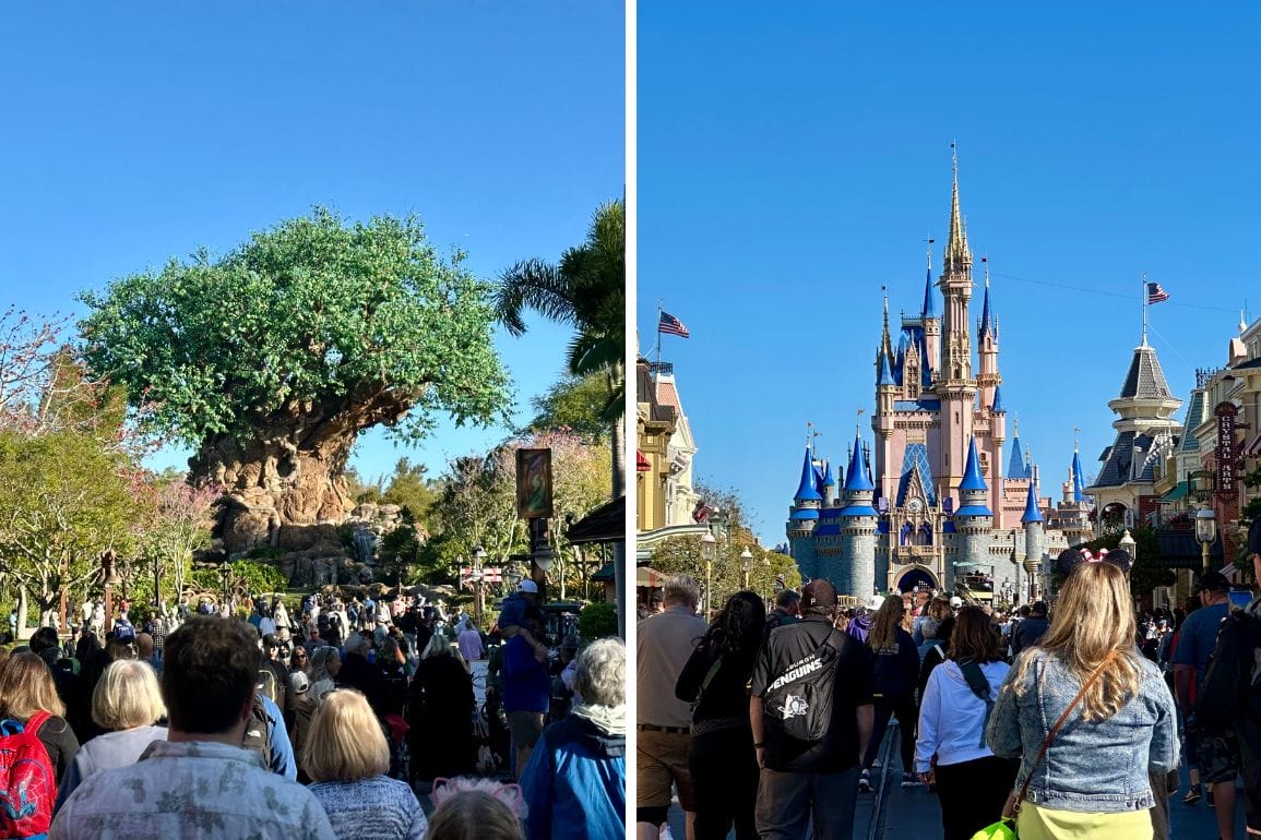 A large crowd of people at a theme park captures the excitement of a day out. On the left stands a massive tree structure, while on the right, the majestic spires of a Magic Kingdom castle rise against a clear blue sky.