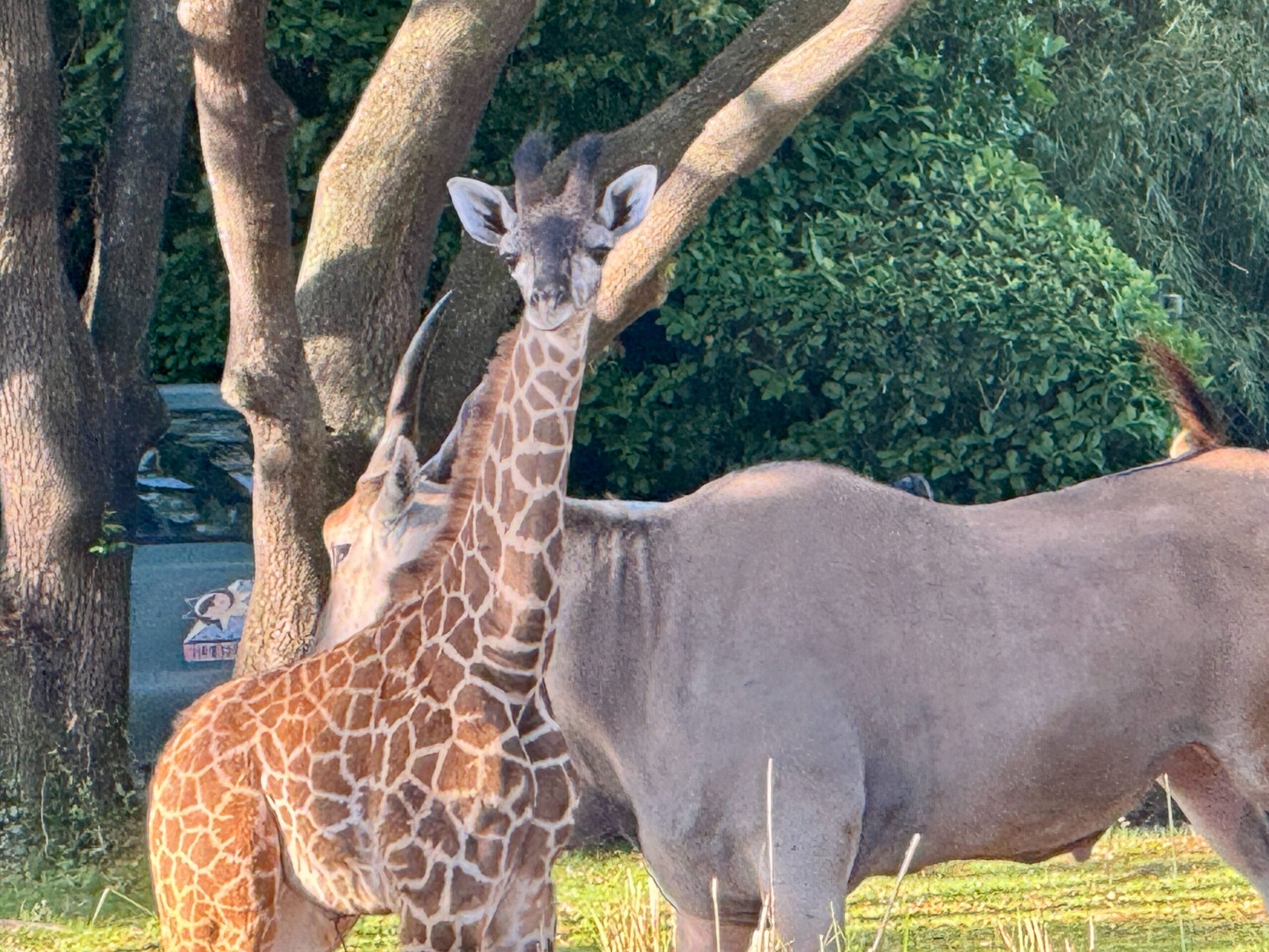 A young Masai giraffe stands close to an adult beside a large antelope under the trees, a scene from the animal kingdom. A car is partially visible in the background, adding a touch of human presence to their world.