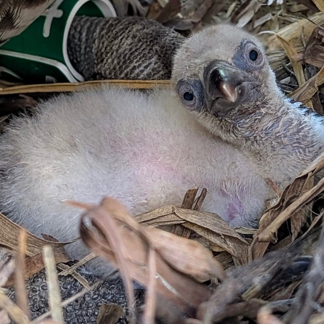 A fluffy chick with a large beak and grayish-white down feathers sits nestled in straw, peering up at the camera.