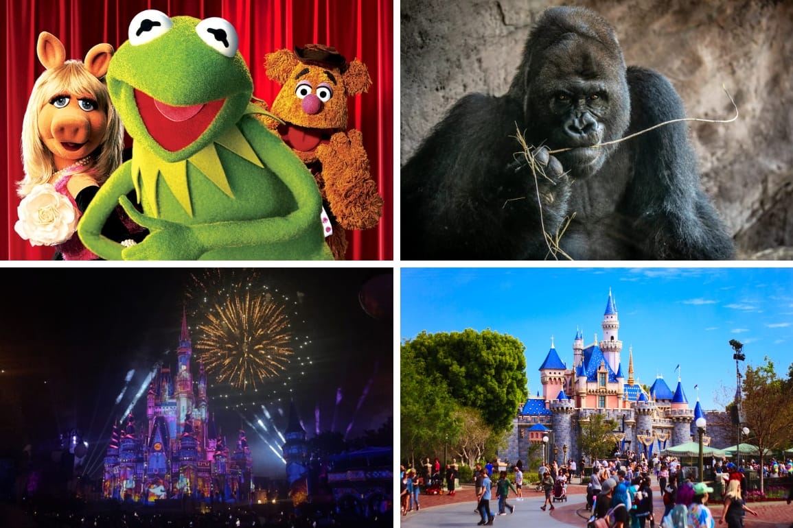 Daily recap collage: the Muppets, Gino the gorilla, night fireworks at Cinderella Castle at Magic Kingdom, and Disneyland's Sleeping Beauty Castle.