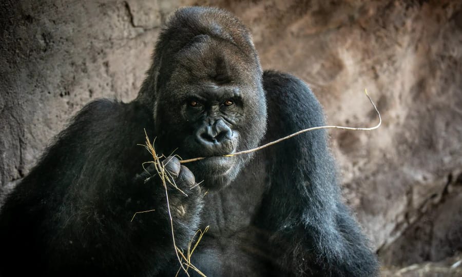 Gino the silverback gorilla in Disney's Animal Kingdom in 2023.