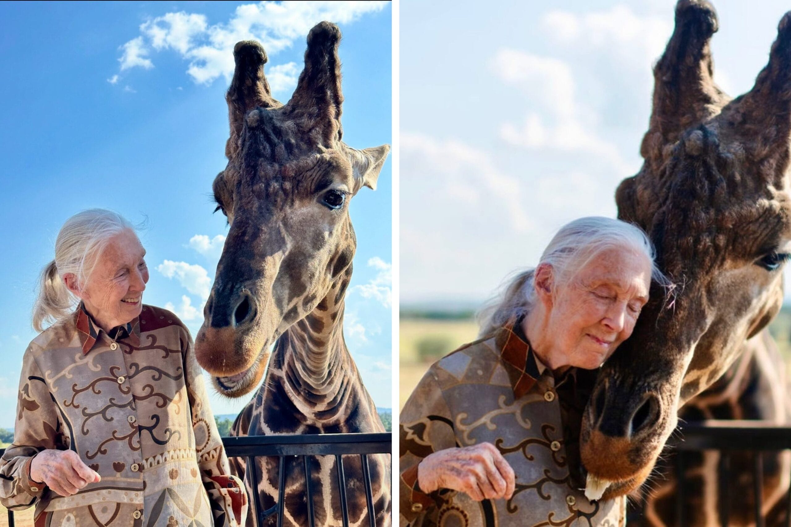 Jane Goodall shares a sweet moment with a giraffe in photos taken by Joe Rohde.