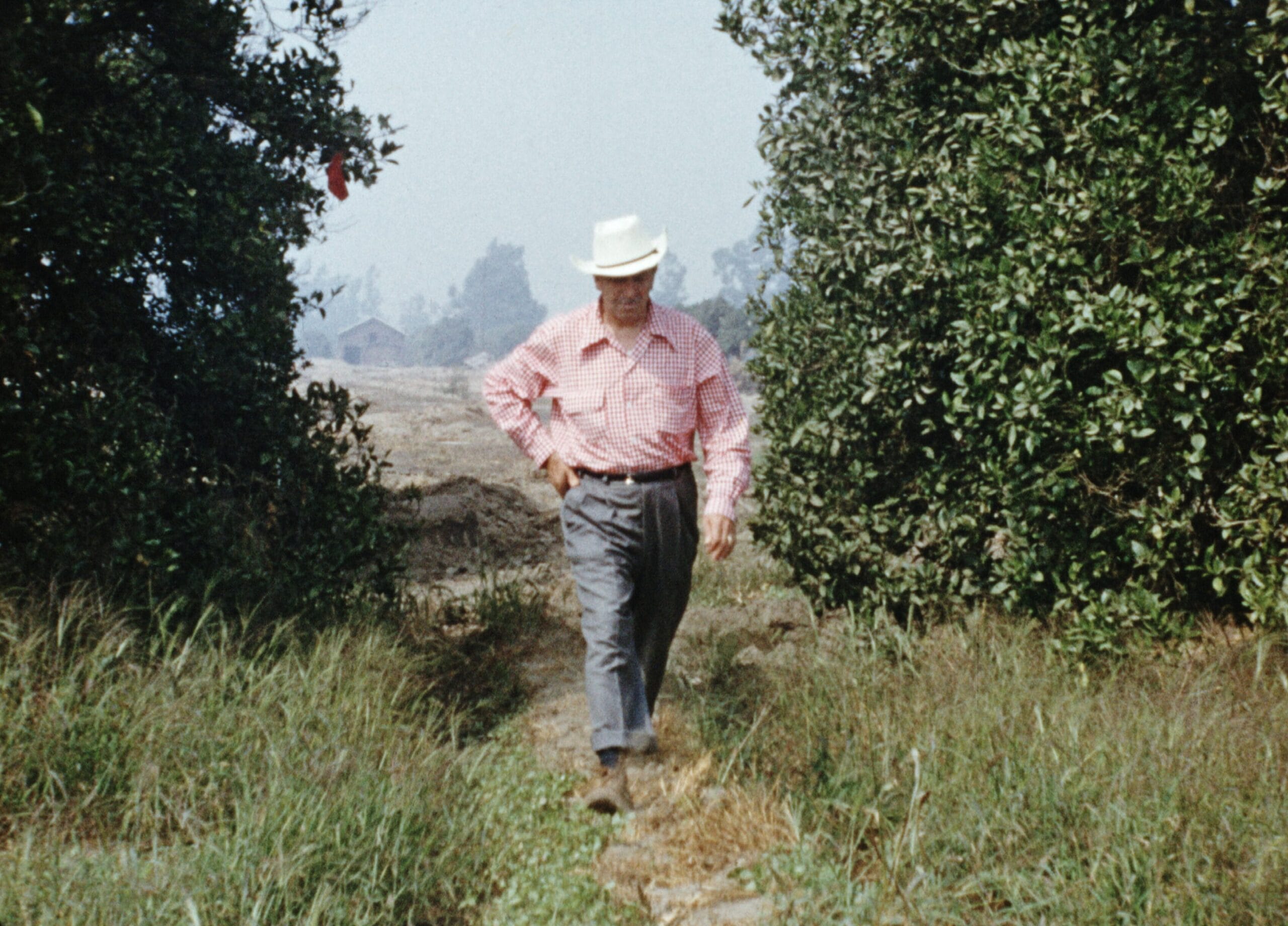 Walt Disney surveying orange groves