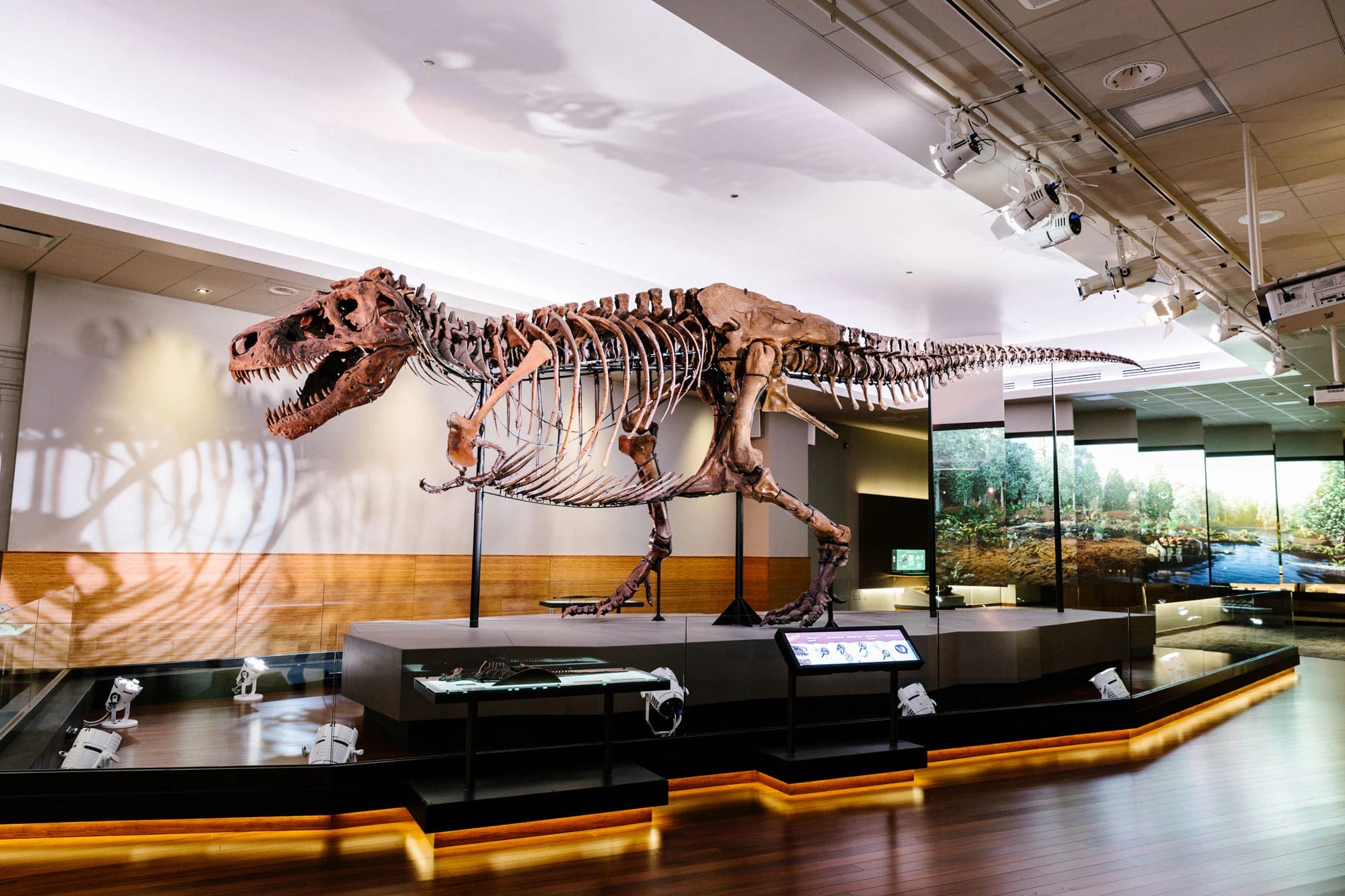 Photo of the real Sue from The Field Museum