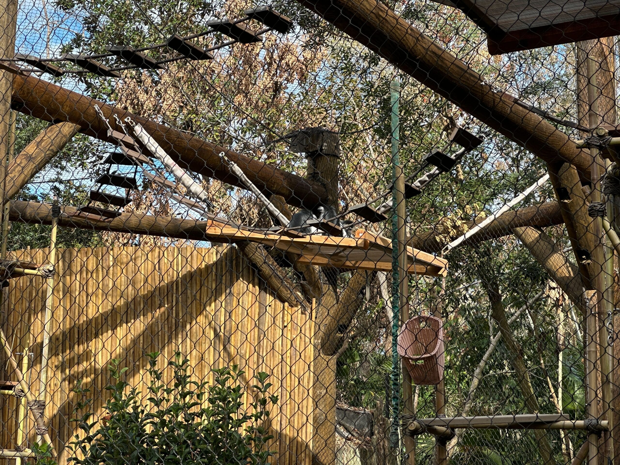 On one of the hanging wood platforms, we were able to see one of the Angolan colobus monkeys sitting upright.