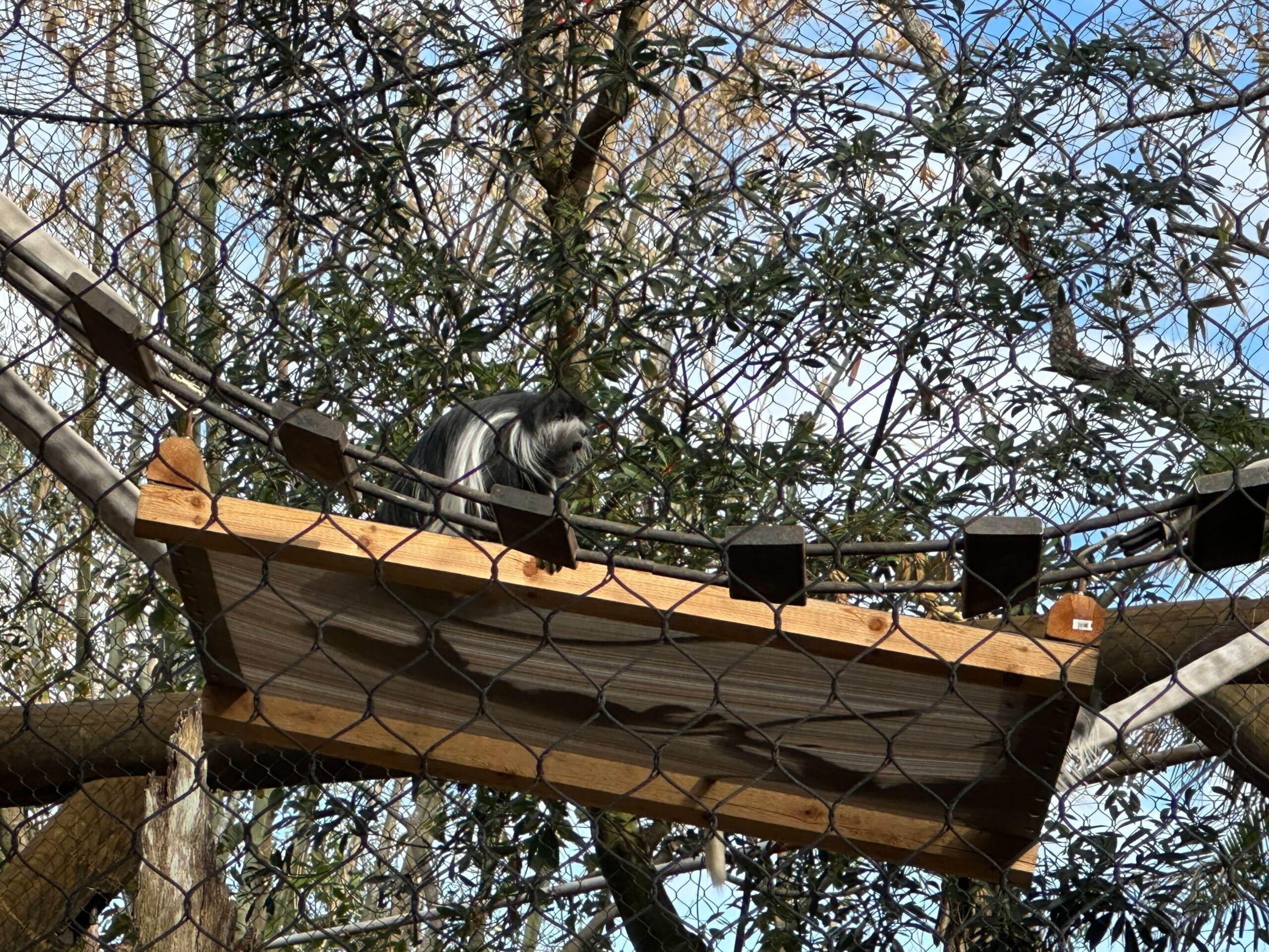 On one of the hanging wood platforms, we were able to see one of the Angolan colobus monkeys sitting upright.
