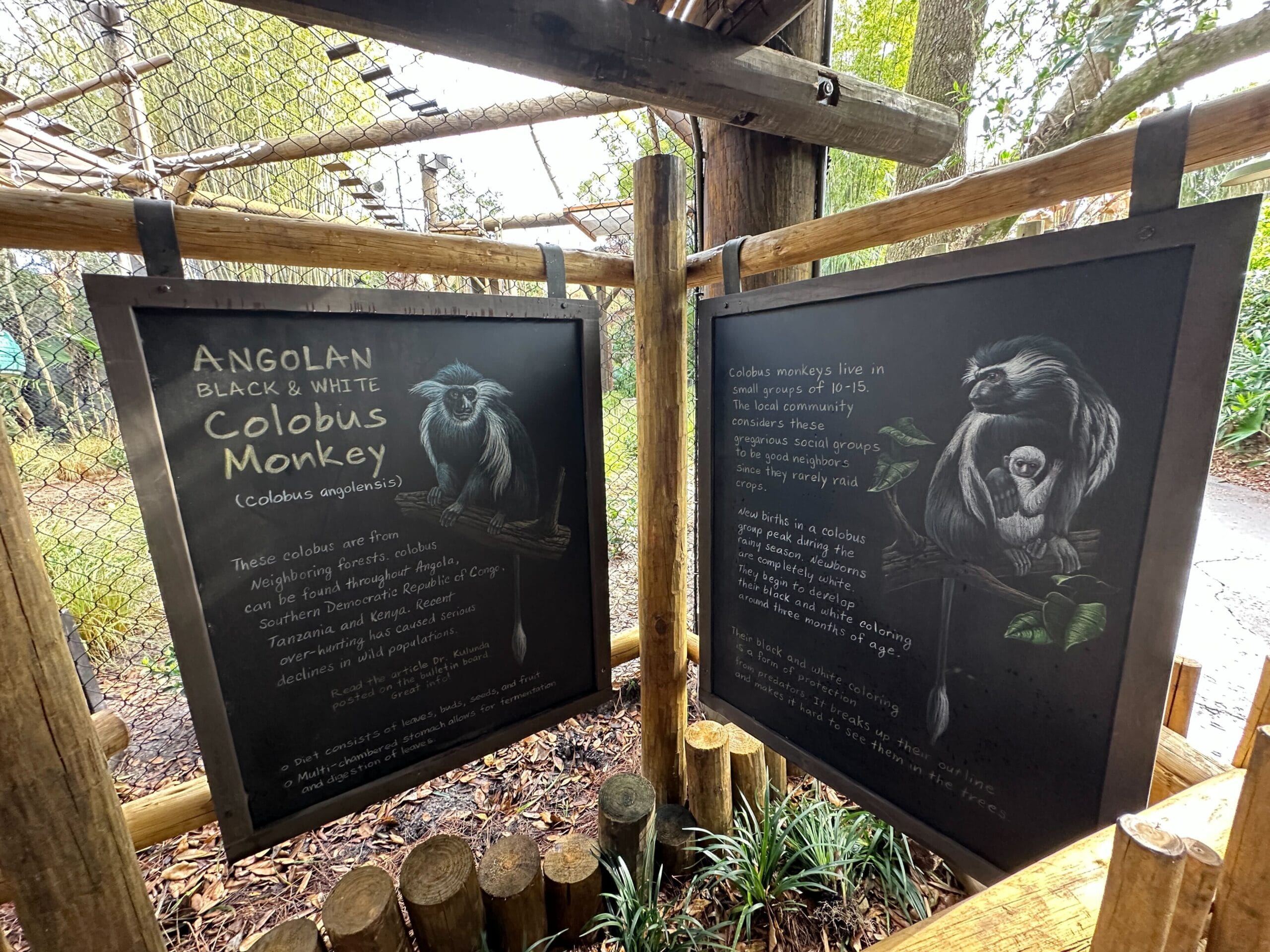 Signs posted around the exhibit show pictures of the Angolan colobus monkey and information about the species, such as their black-and-white coloring and where they naturally live.