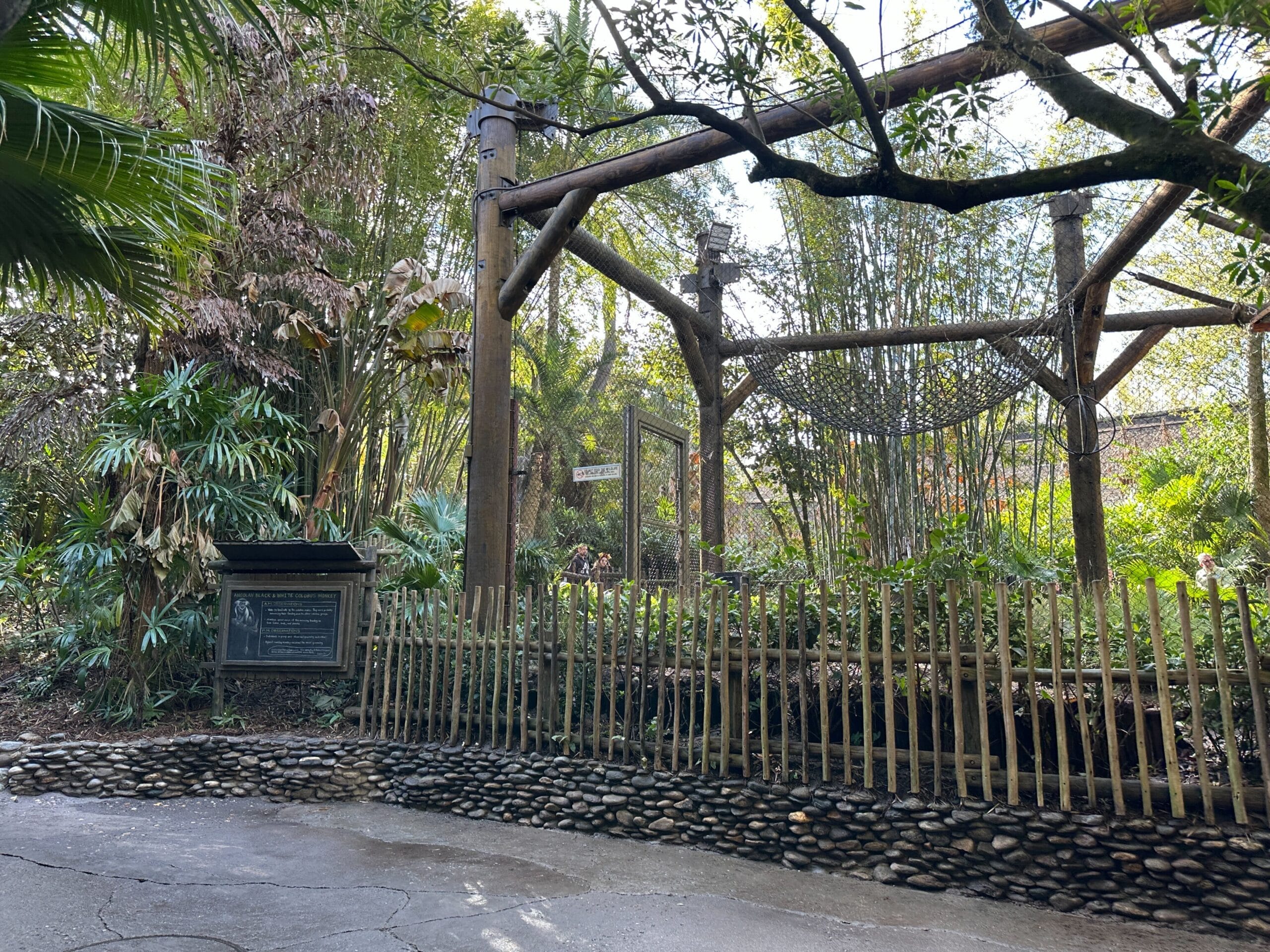 Angola Colobus Monkeys Return to Gorilla Falls Exploration Trail in Disney’s Animal Kingdom