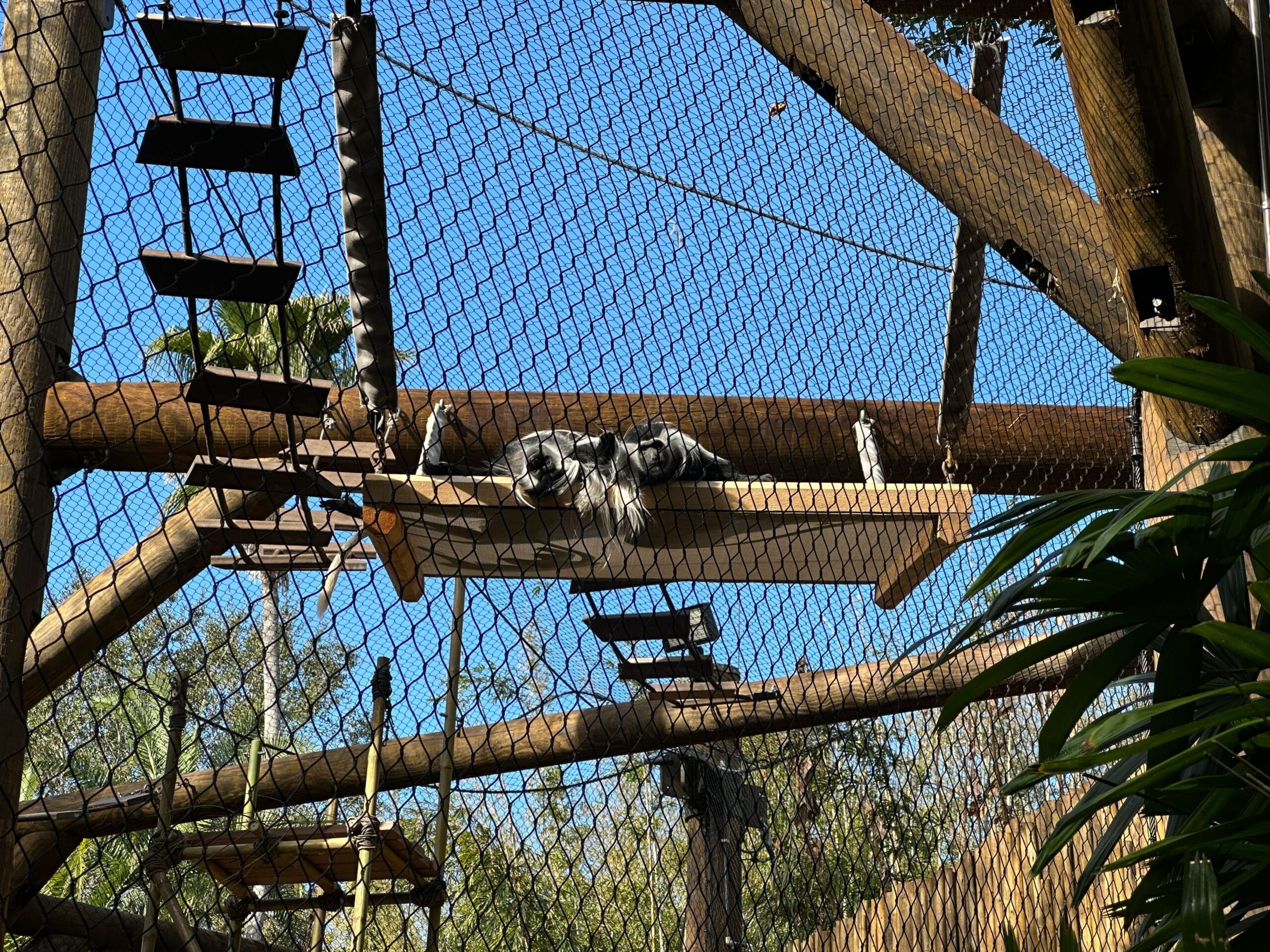 Later on, we spotted two monkeys sunning themselves next to each other on one of the hanging platforms.