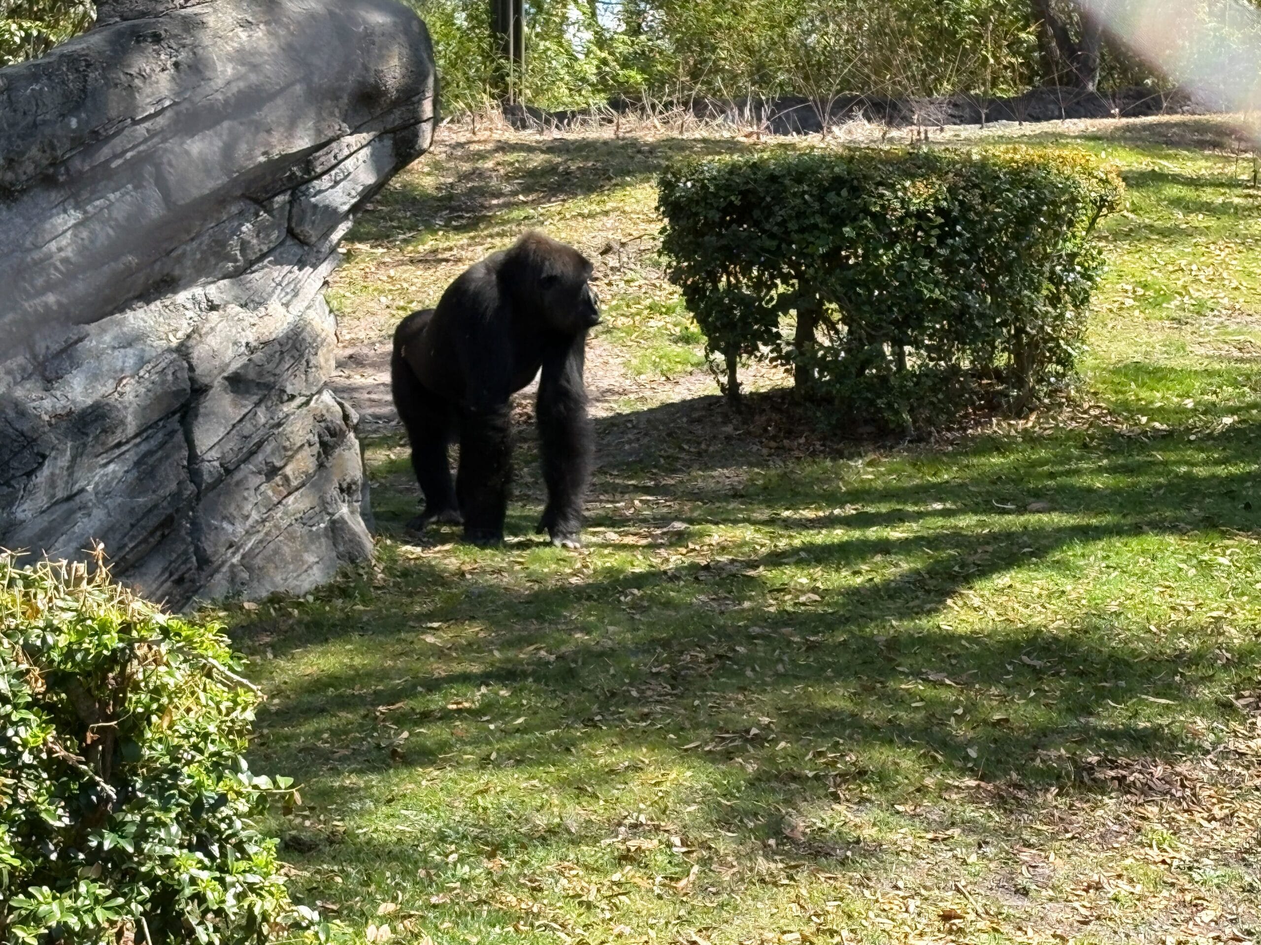 Several Gorillas Missing from Enclosure at Disney’s Animal Kingdom
