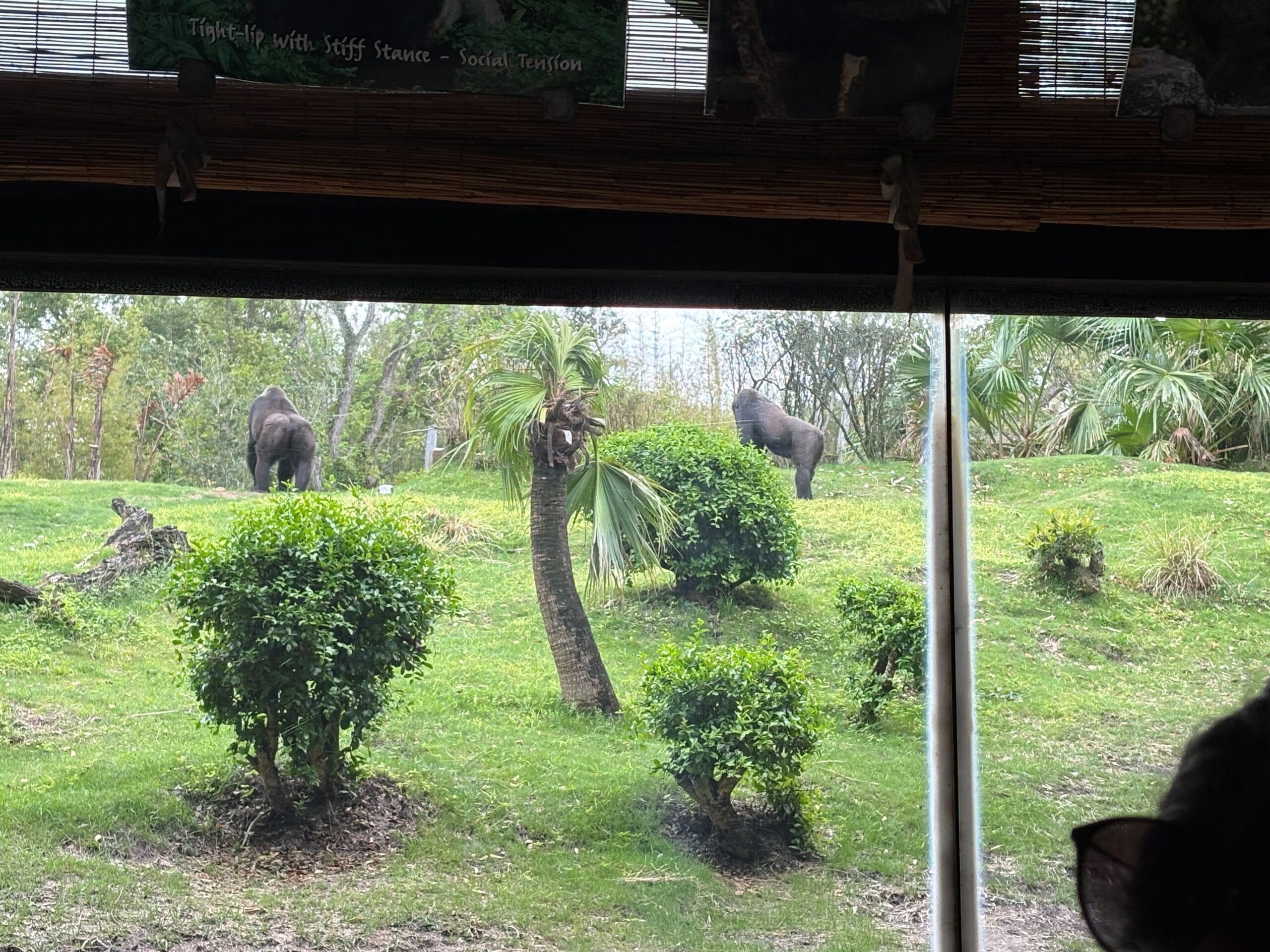 Gorilla Family Returns to Enclosure at Disney’s Animal Kingdom