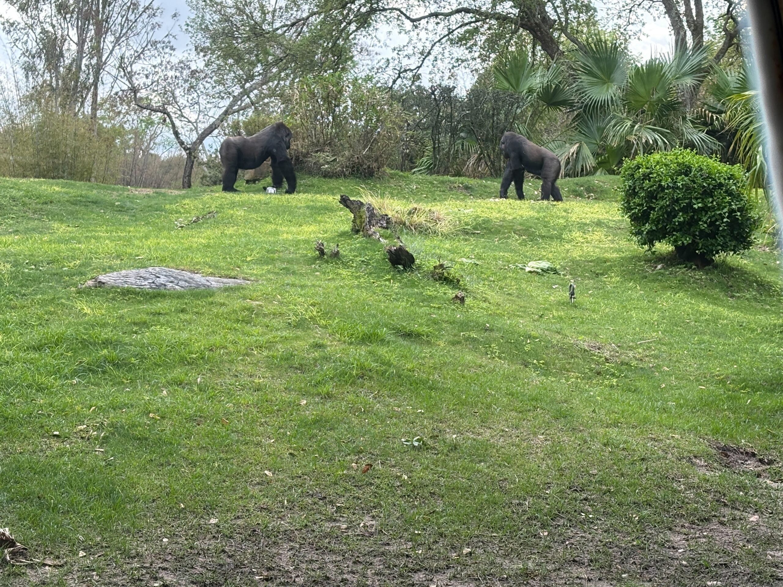 Gorillas Back in Enclosure