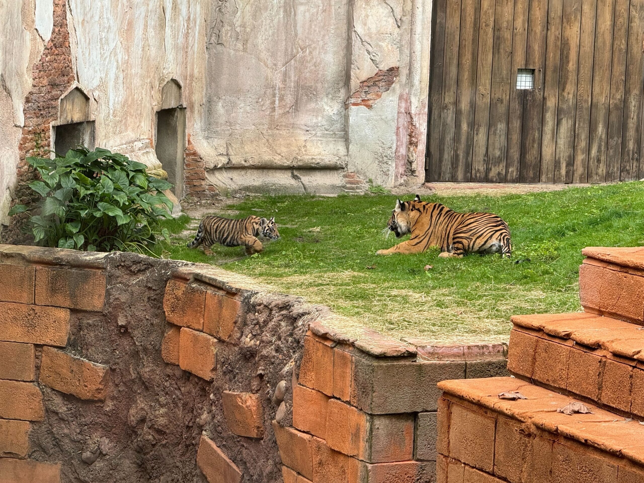 The photo above is from when Bakso first came out at Maharajah Jungle Trek with his mom in January 2025.
