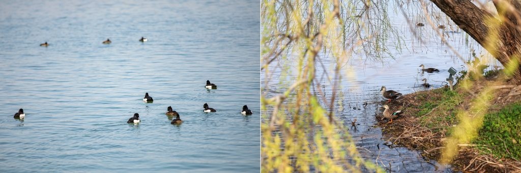 Shanghai Disney Resort launching a 10-Year Wishing Star Park Bird Monitoring Report