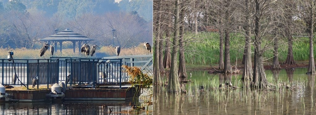 Shanghai Disney Resort launching a 10-Year Wishing Star Park Bird Monitoring Report