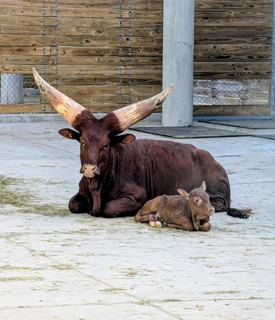 First Ankole Calf Born at Walt Disney World in Over 20 Years
