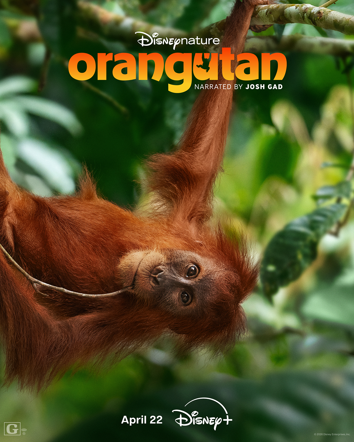 Promotional image for DisneyNature Disney+ "Orangutan" documentary narrated by Josh Gad