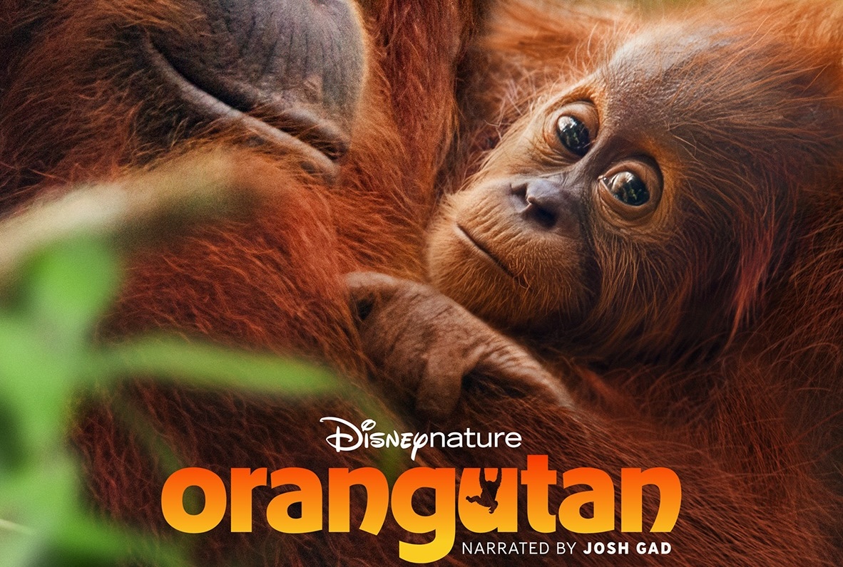 Disneynature’s ‘Orangutan’ Narrated by Josh Gad Coming to Disney+ on Earth Day