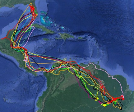 Purple martin migration path from central/south America to Florida.