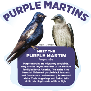 Purple martins with information that says they are migratory songbirds and the largest member of the swallow family.