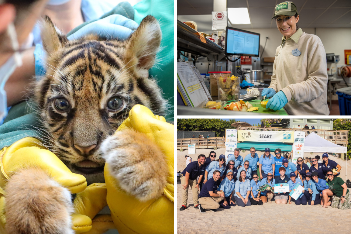 Collage image of a baby tiger and cast members preparing food and posing for a group photo.
