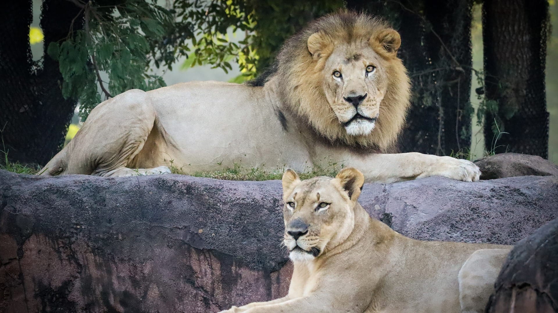 Even though Animal Kingdom has fewer attractions than the other parks, guests may still encounter hefty wait times. With that in mind, these are the best uses of your Multi Pass options: