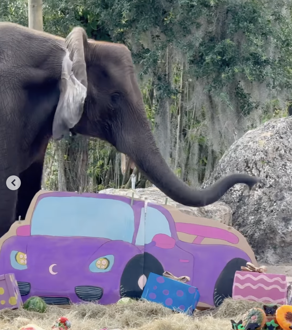 Animal Kingdom’s Luna the elephant turns 16!