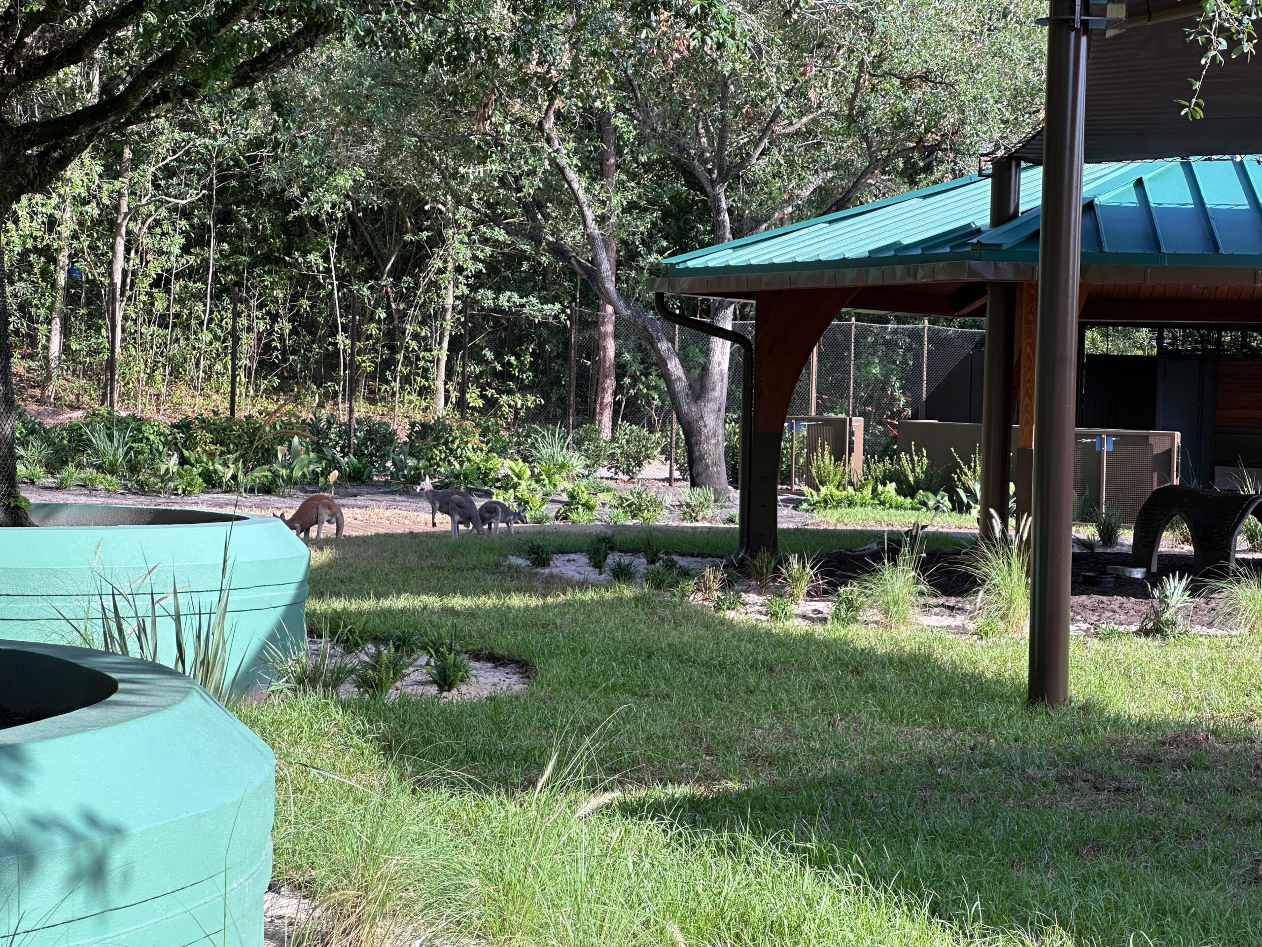 Jumping Junction, the Australian animal experience at Bluey's Wild World, is delayed until further notice due to the animals still acclimating to their environment.
