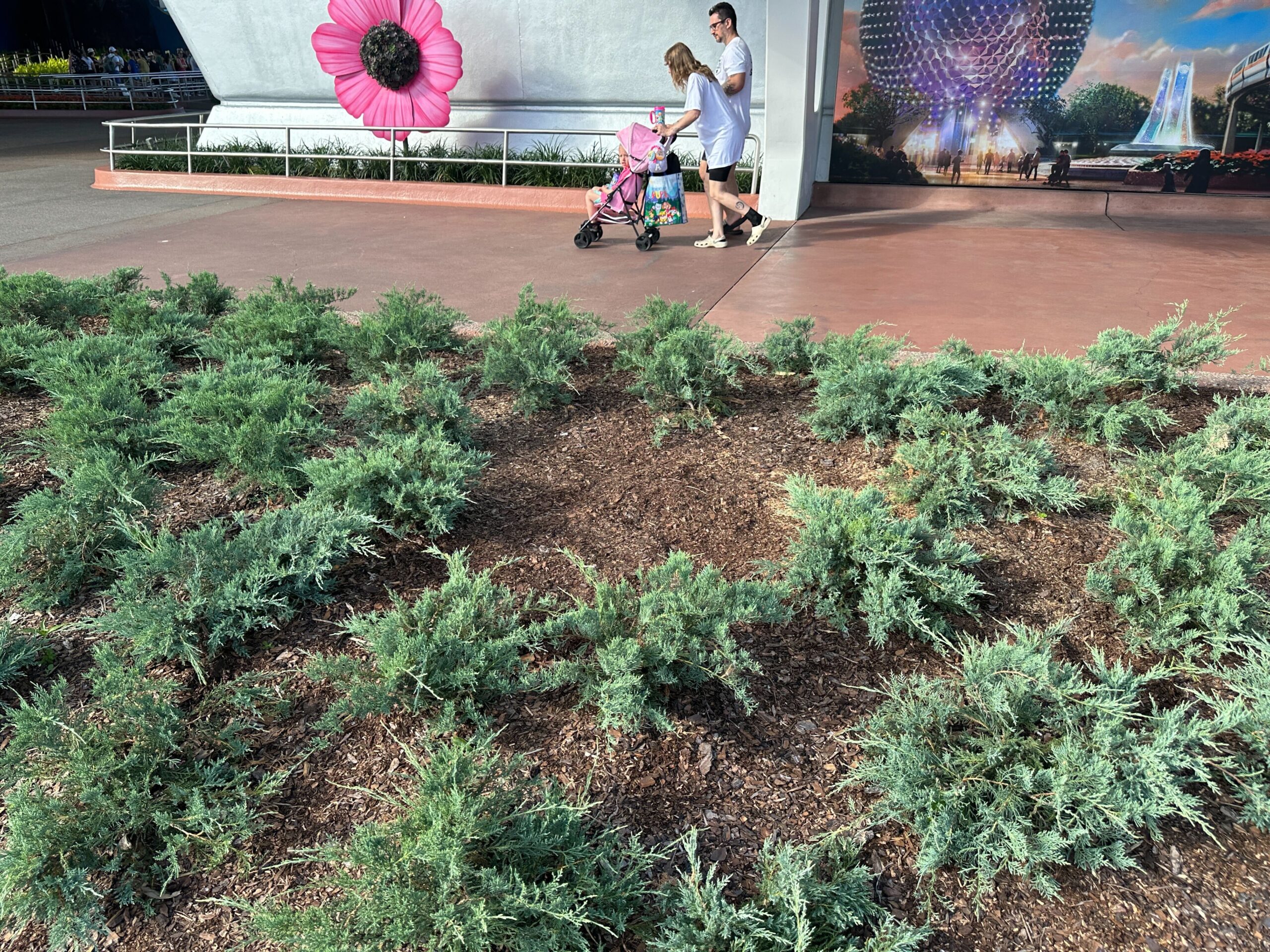 Damaged EPCOT Palm Trees Removed From Park Entrance