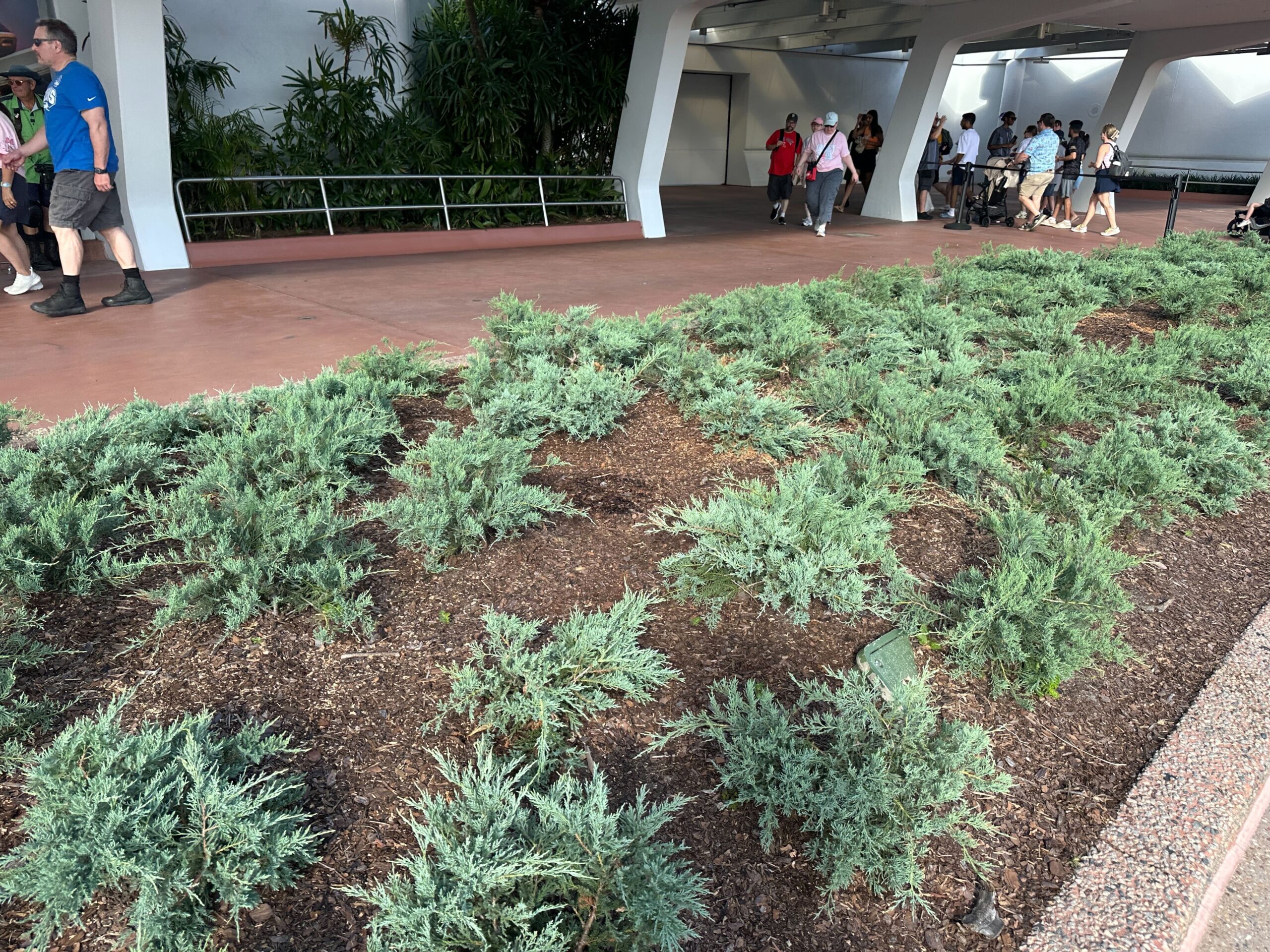 Damaged EPCOT Palm Trees Removed From Park Entrance