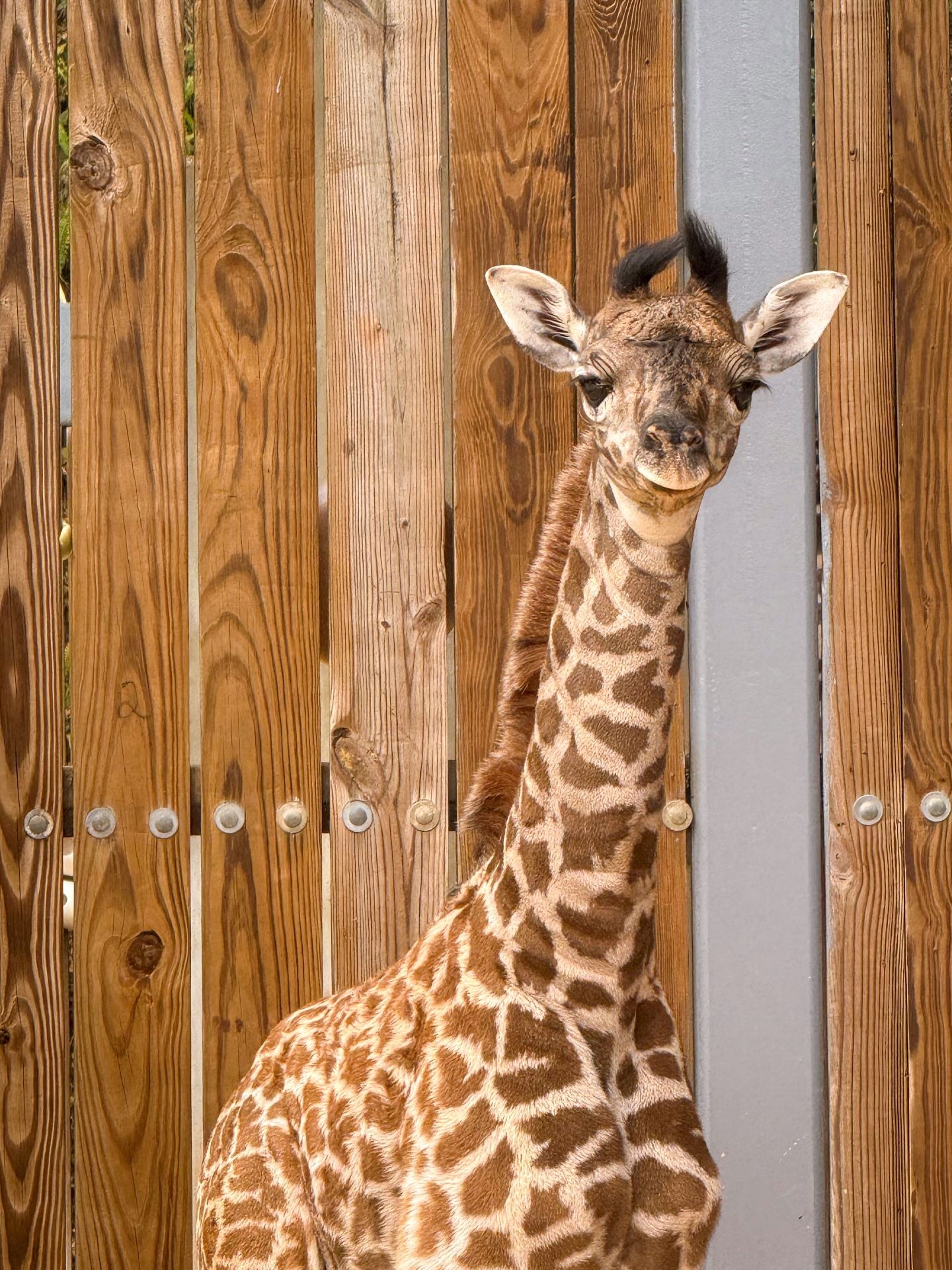The baby girl, currently unnamed, arrived weighing 120 pounds and standing nearly six feet tall. Her mom, Willow, has been right by her side helping her curious calf get the hang of life as they bond and settle in together.