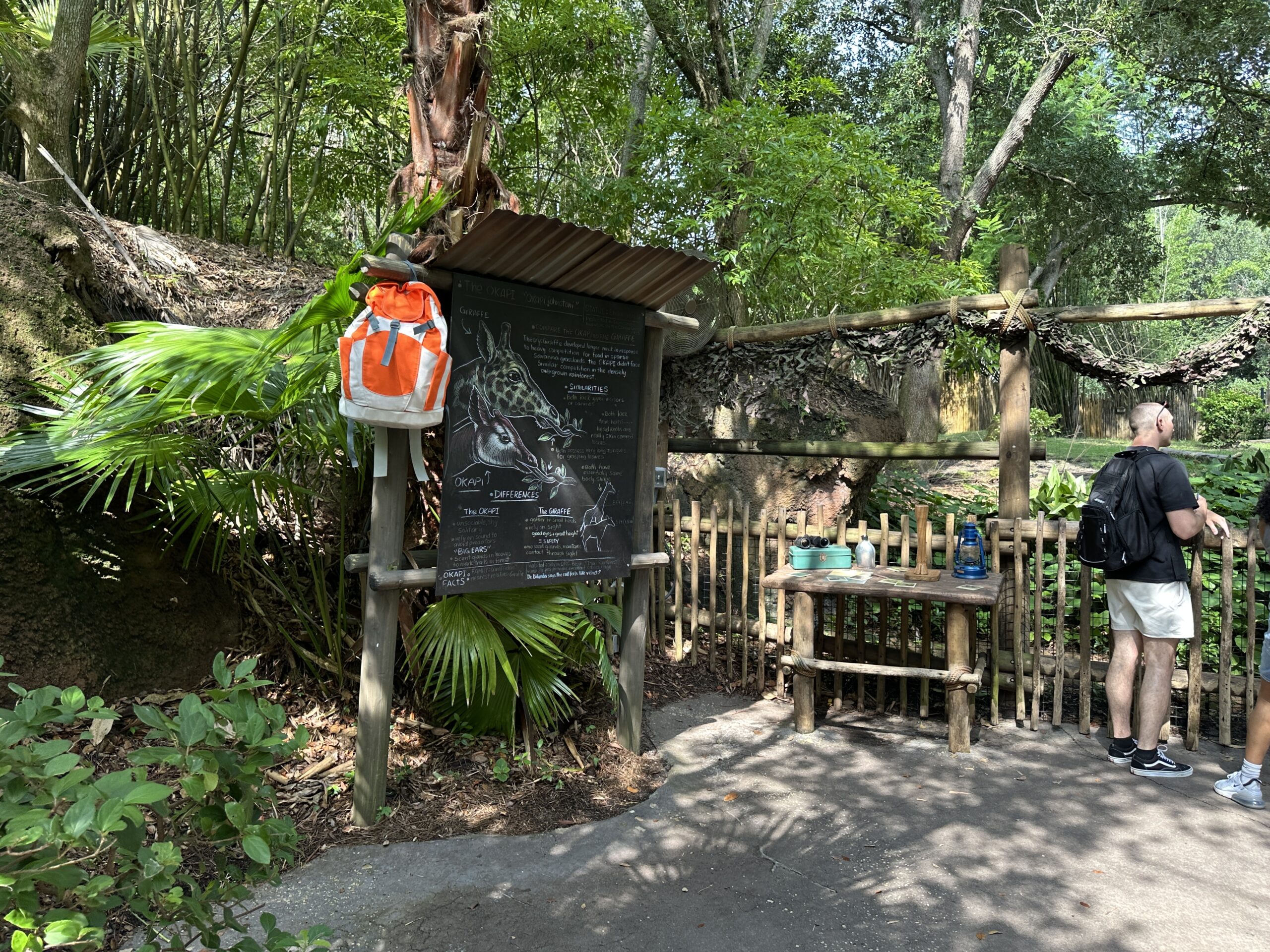 The props make the outside of the habitat look like a safari or research site. There is a hiking backpack hung on an information board outlining the differences between Okapi and Giraffes.