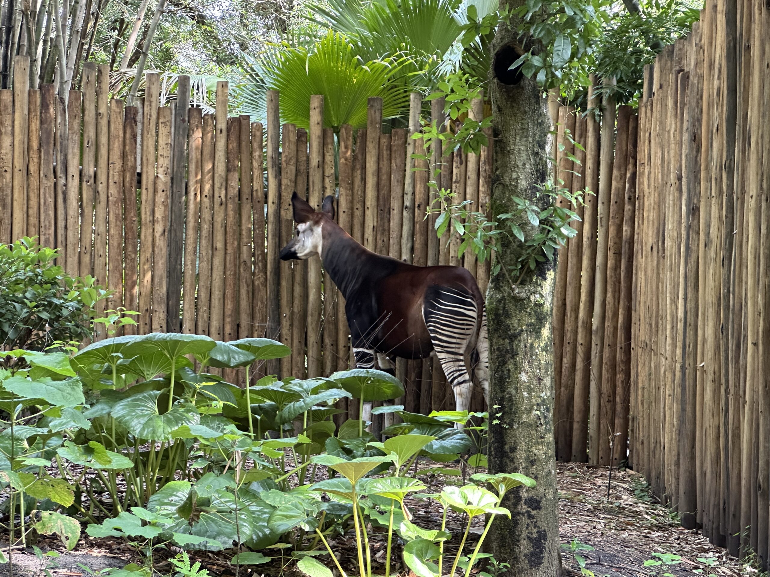 We also spotted an okapi during our visit this morning, June 30.